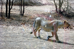 Sasan Gir