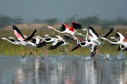 Nal Sarovar