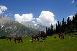 Sonmarg Pasture